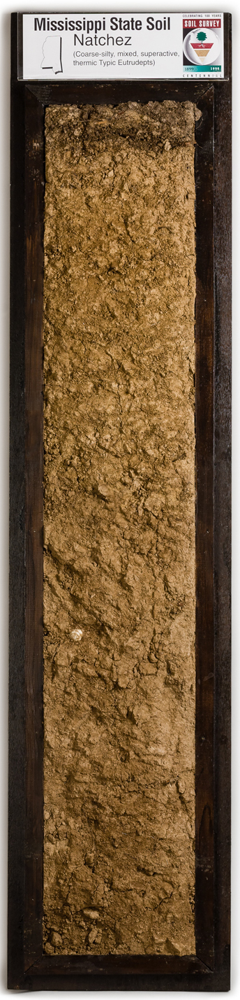 Soil monolith from Natchez, MS.